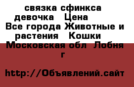 связка сфинкса. девочка › Цена ­ 500 - Все города Животные и растения » Кошки   . Московская обл.,Лобня г.